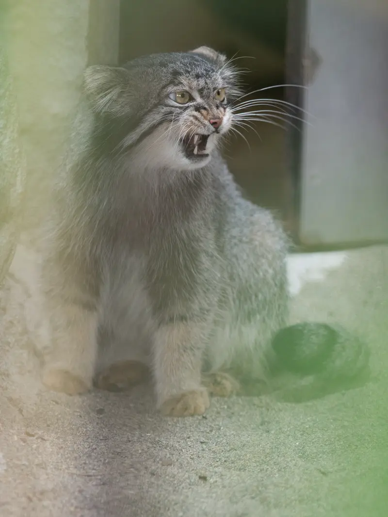 野毛山動物園のフィーガの写真