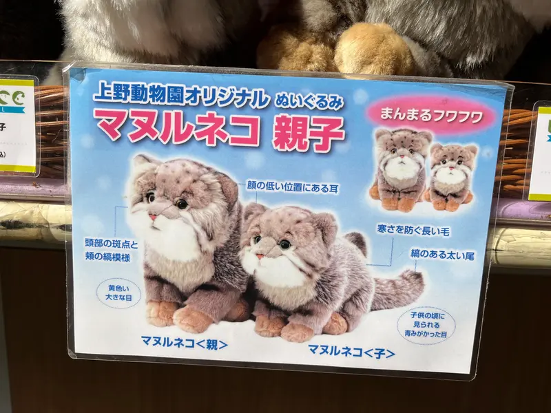 恩賜上野動物園のマヌルネコの写真