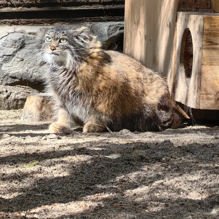 ノヴォシビルスク動物園のアデルの写真