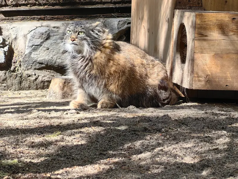 ノヴォシビルスク動物園のアデルの写真