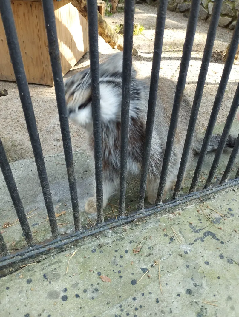ノヴォシビルスク動物園のマヌルネコの写真