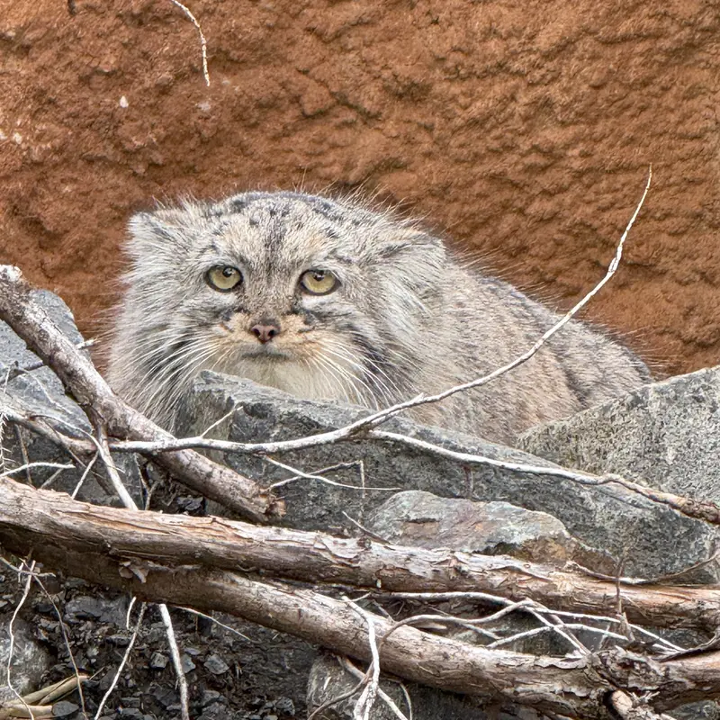 プラハ動物園のプリンセッサの写真