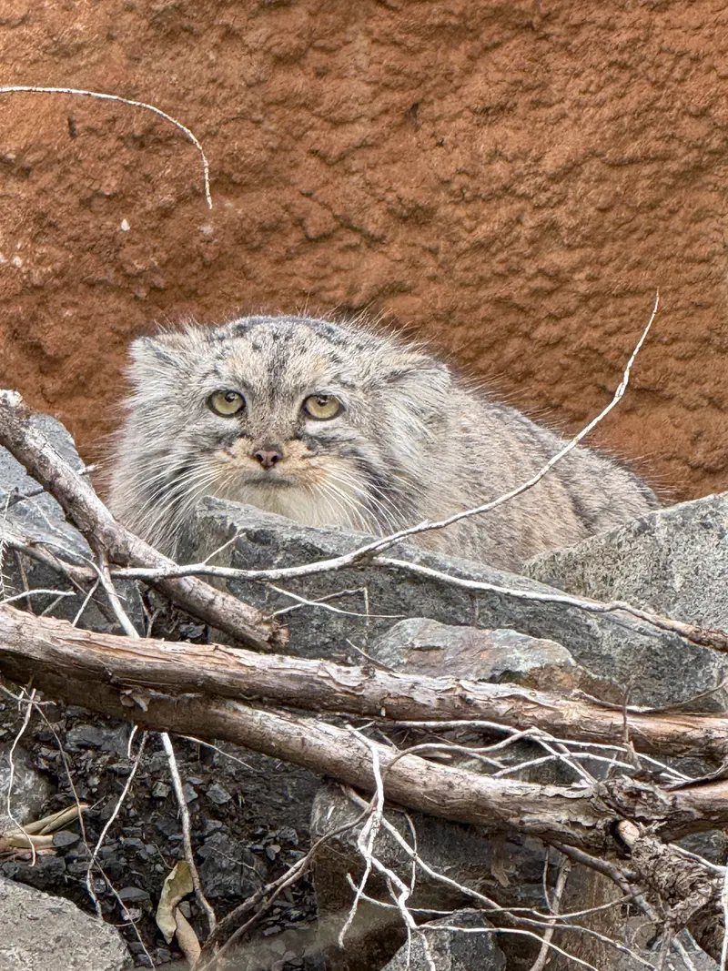 プラハ動物園のプリンセッサの写真