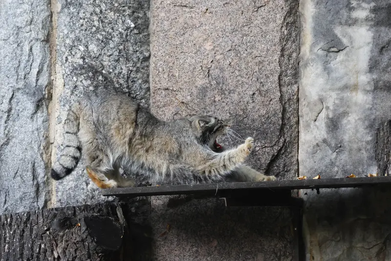 モスクワ動物園のティモフェイの写真