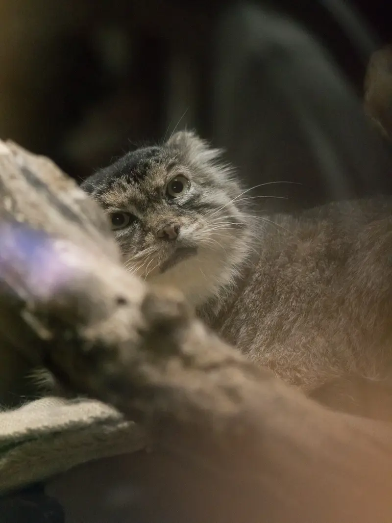恩賜上野動物園のプリームラの写真