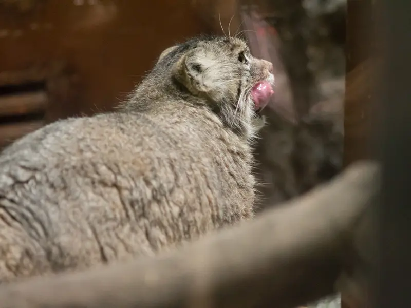 恩賜上野動物園のプリームラの写真