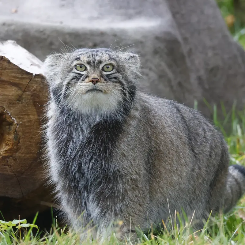 モスクワ動物園のティモフェイの写真
