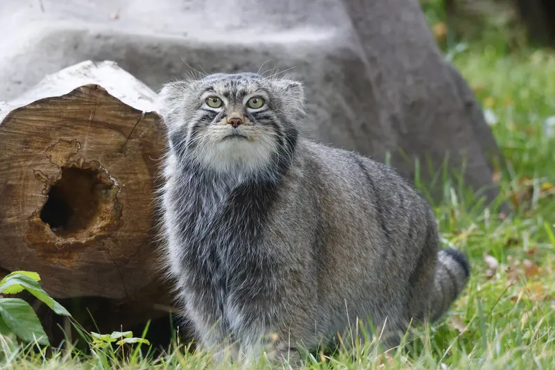 モスクワ動物園のティモフェイの写真