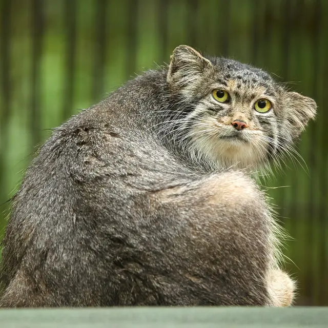 ノヴォシビルスク動物園のミアの写真