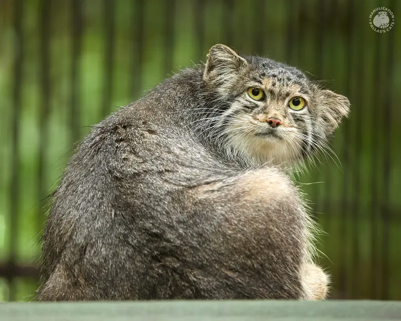 ノヴォシビルスク動物園のミアの写真