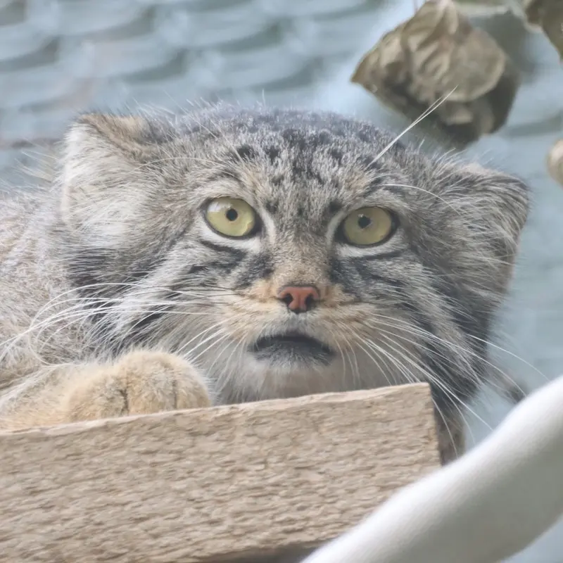 サスカトゥーン林業農場公園・動物園のマヌルネコのノックス