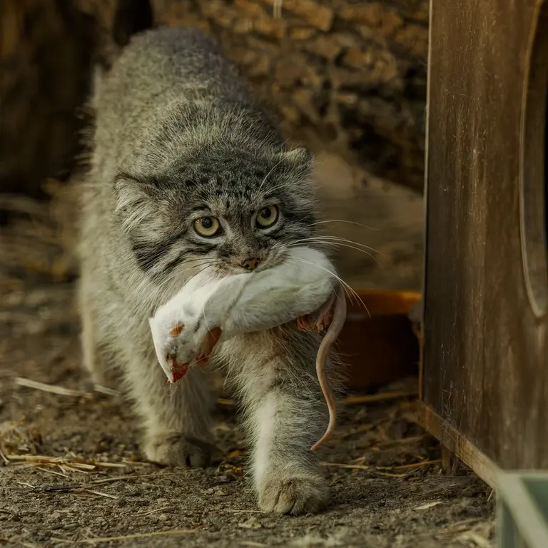 ブルノ動物園のアリウナーの写真