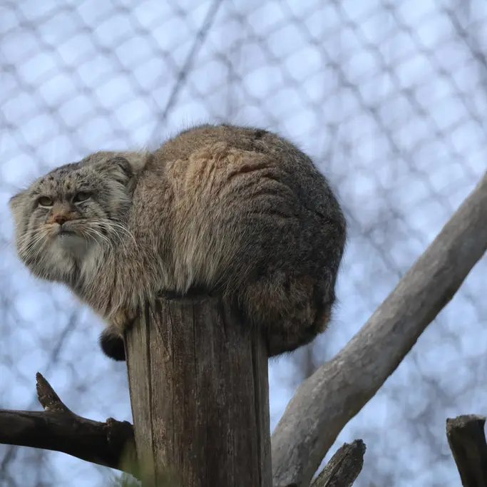 コルケアサーリ動物園のアルカスの写真