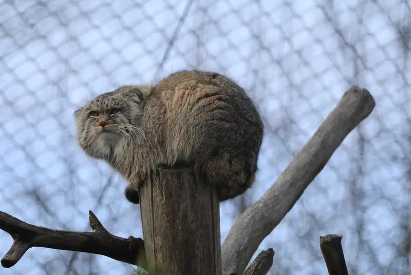コルケアサーリ動物園のアルカスの写真