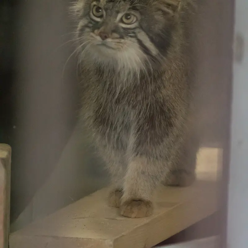 野毛山動物園のフィーガの写真