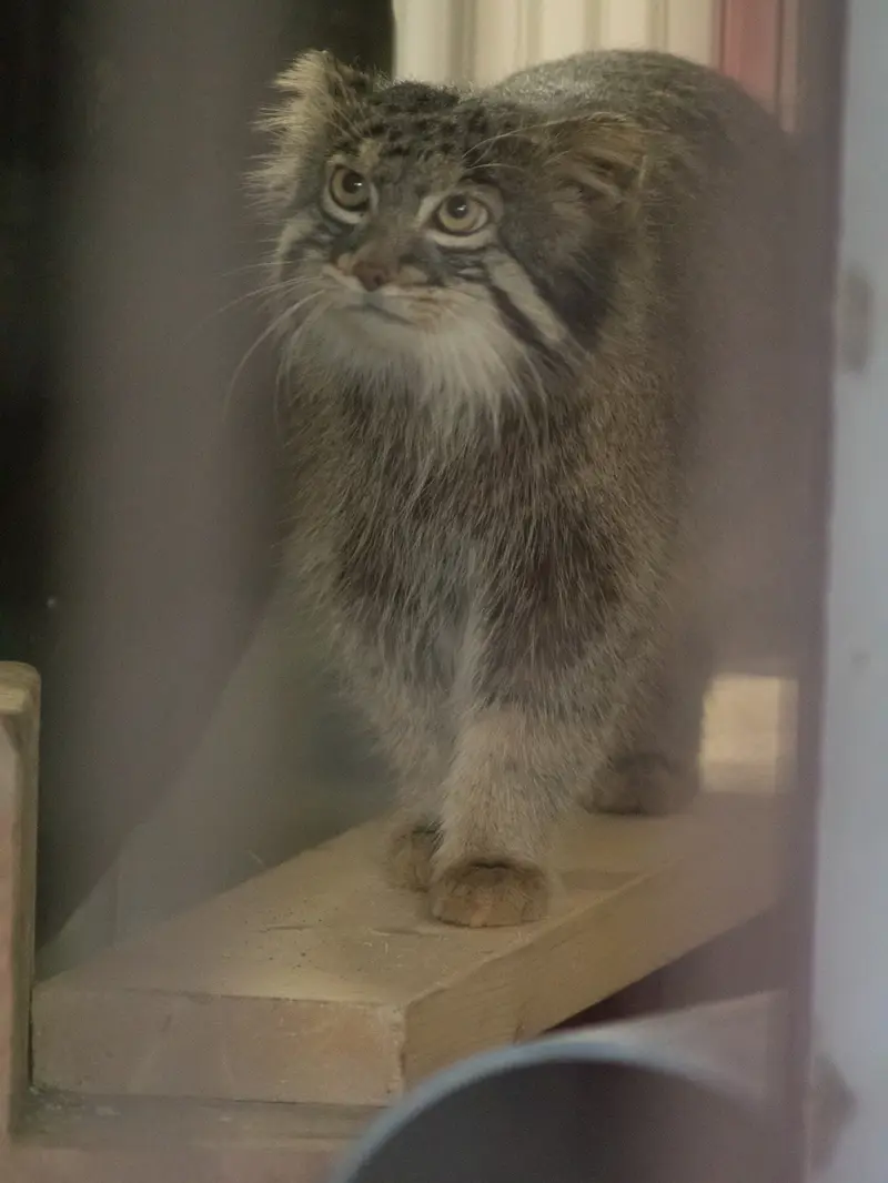 野毛山動物園のフィーガの写真