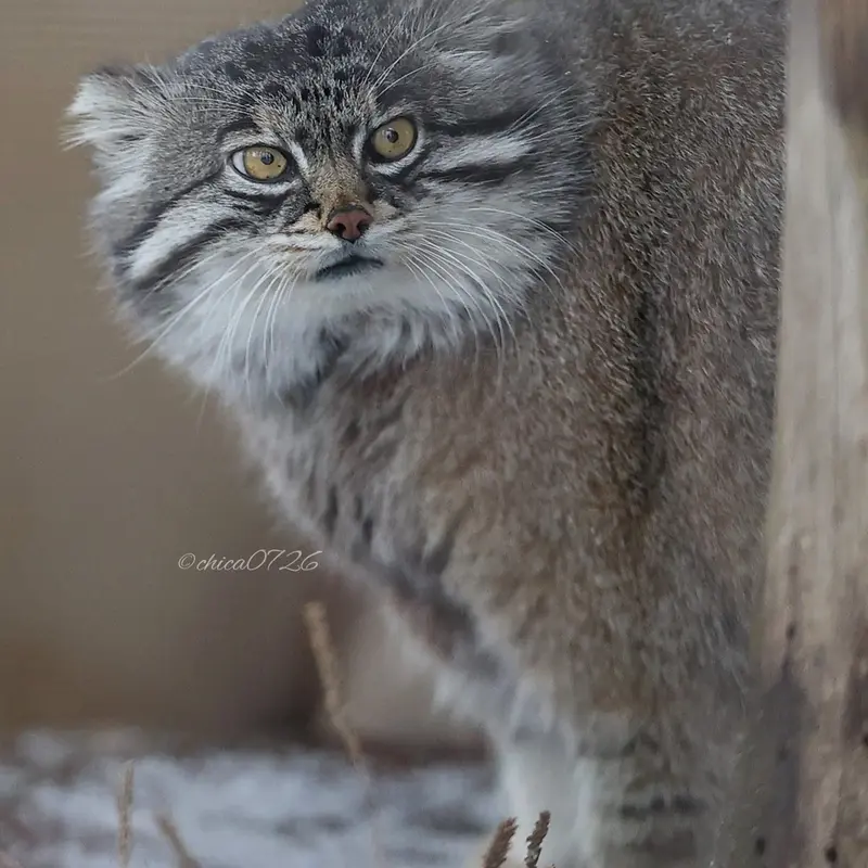 旭山動物園のグルーシャの写真