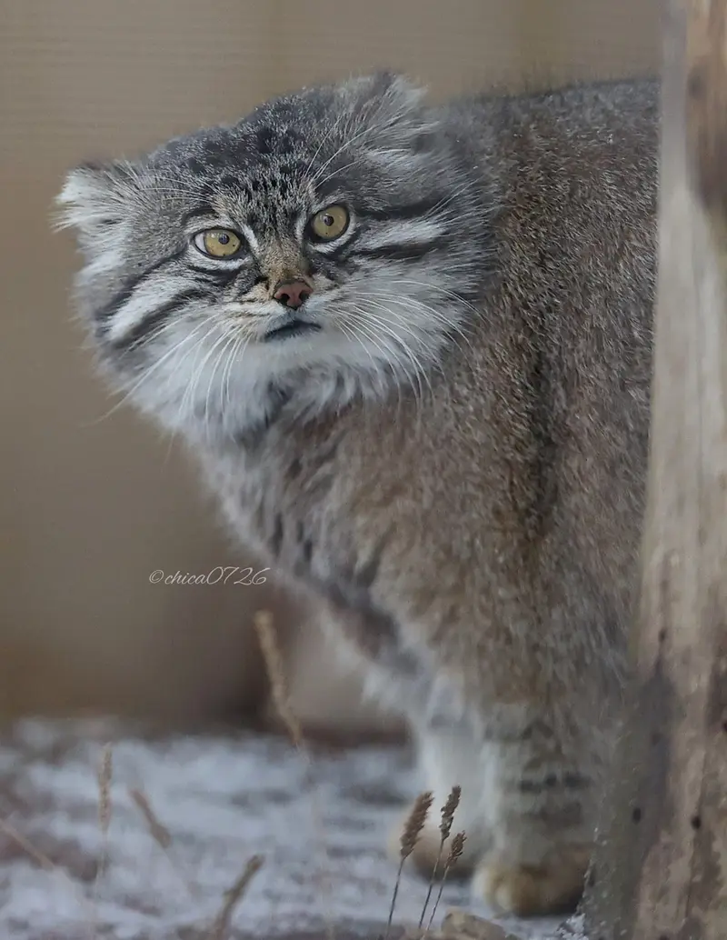 旭山動物園のグルーシャの写真