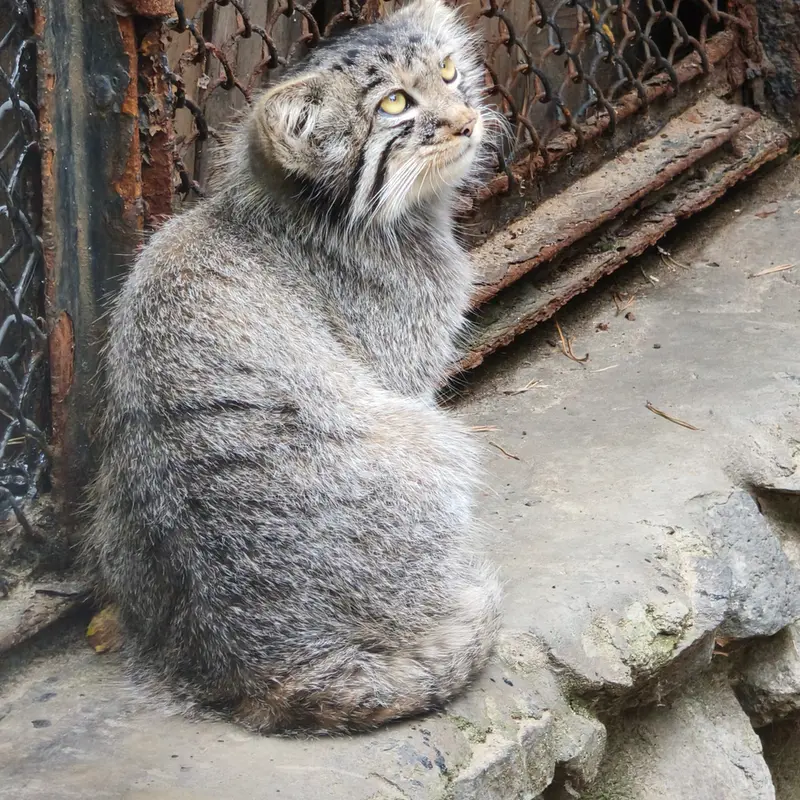ノヴォシビルスク動物園のイヴの子（2026年生まれ）Ⅲの写真