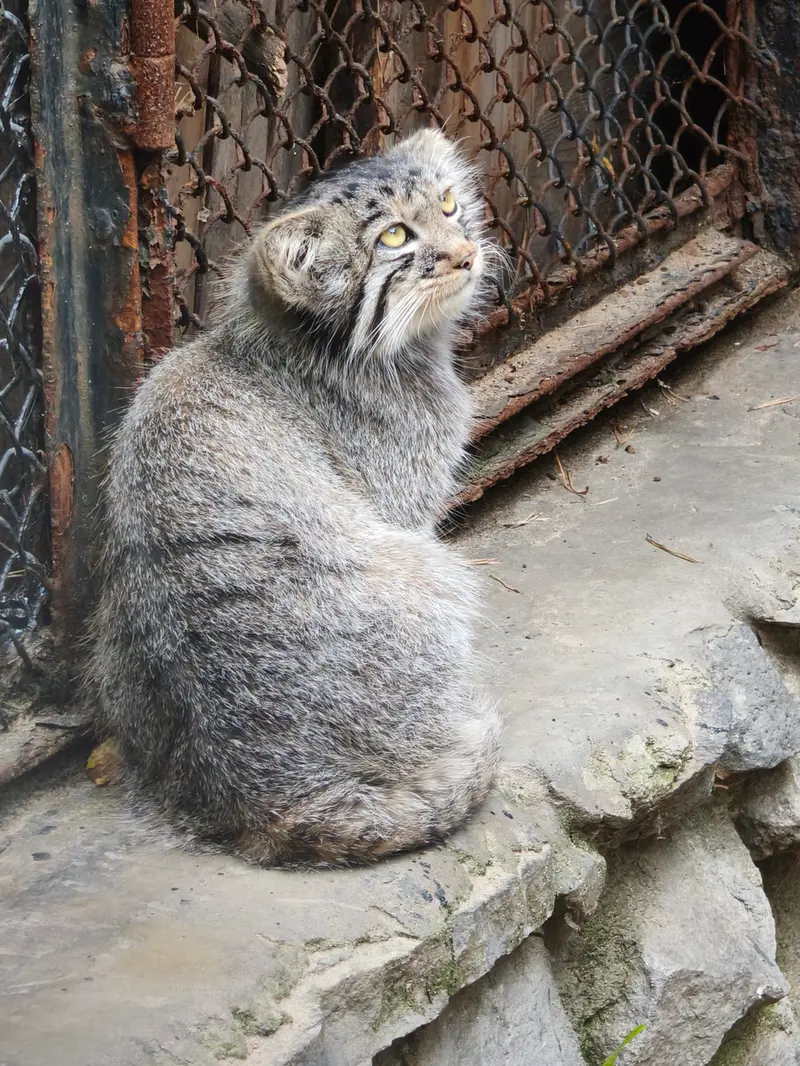 ノヴォシビルスク動物園のマヌルネコの写真