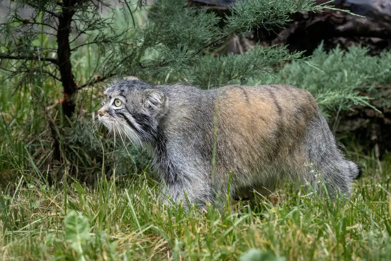 モスクワ動物園のティモフェイの写真