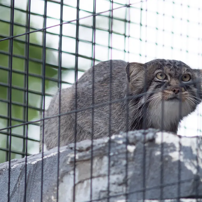 旭山動物園のヒデの写真
