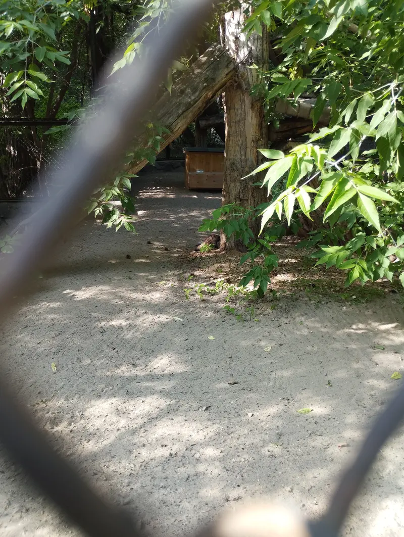ノヴォシビルスク動物園のマヌルネコの写真