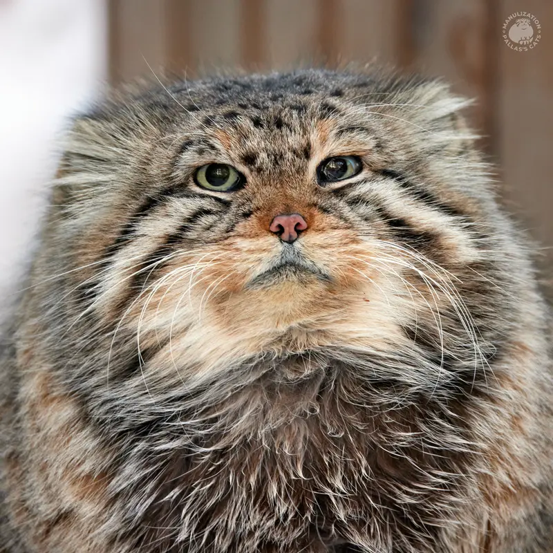 ノヴォシビルスク動物園のゼレノゴルスクの写真