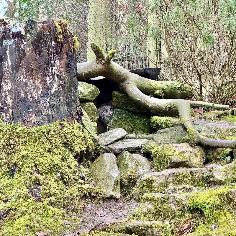 オペル動物園のフェイの写真