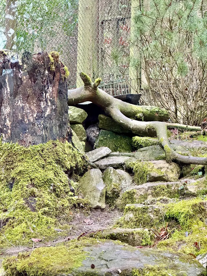 オペル動物園のフェイの写真