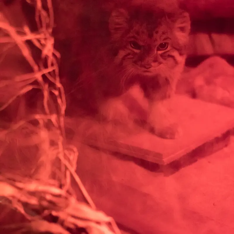恩賜上野動物園のナイマの写真