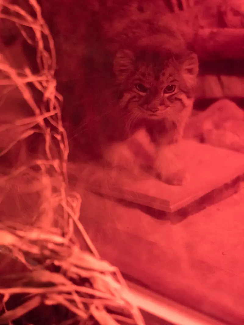 恩賜上野動物園のナイマの写真