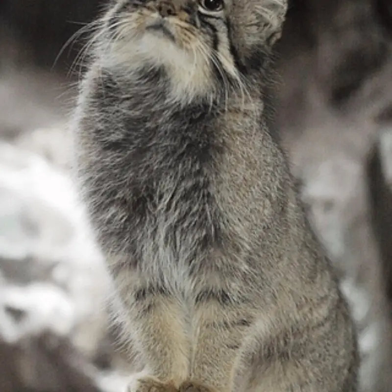 恩賜上野動物園のタビーの写真