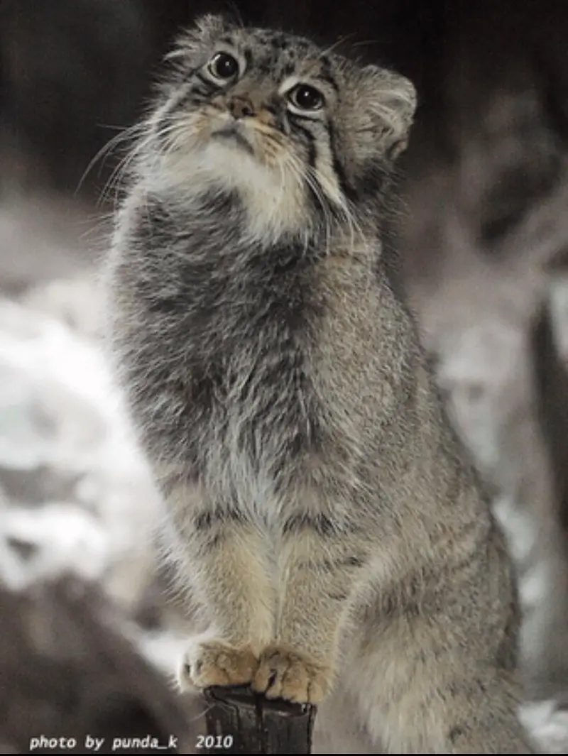 恩賜上野動物園のタビーの写真