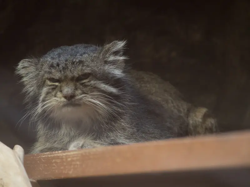 恩賜上野動物園のクリョンの写真