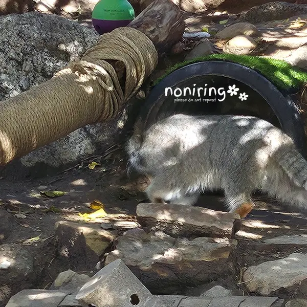プエブロ動物園のオリーブの写真