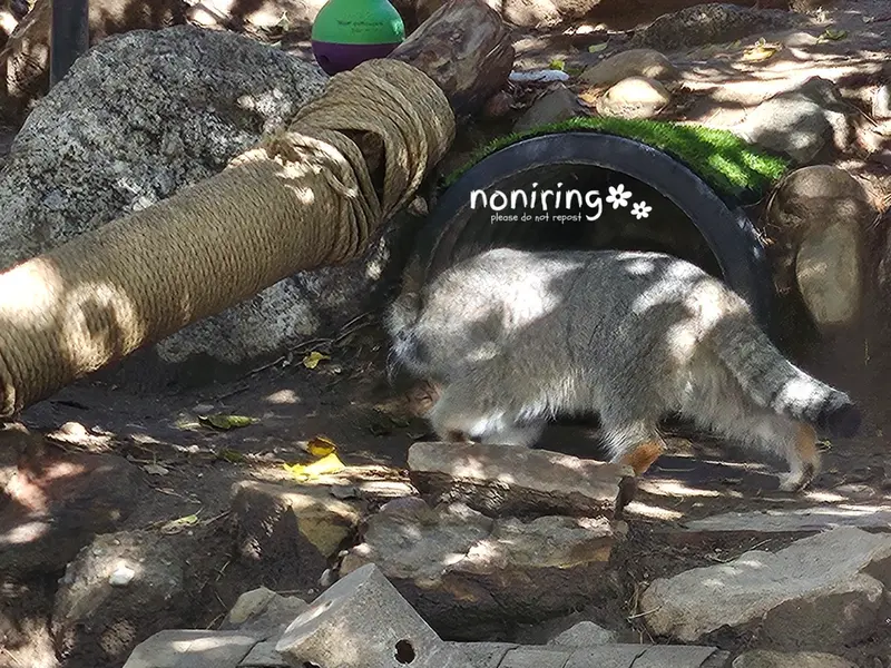 プエブロ動物園のオリーブの写真