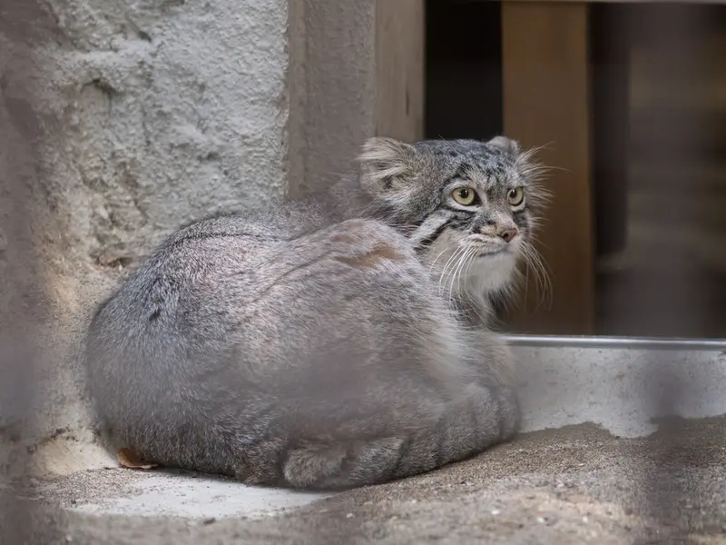 野毛山動物園のフィーガの写真