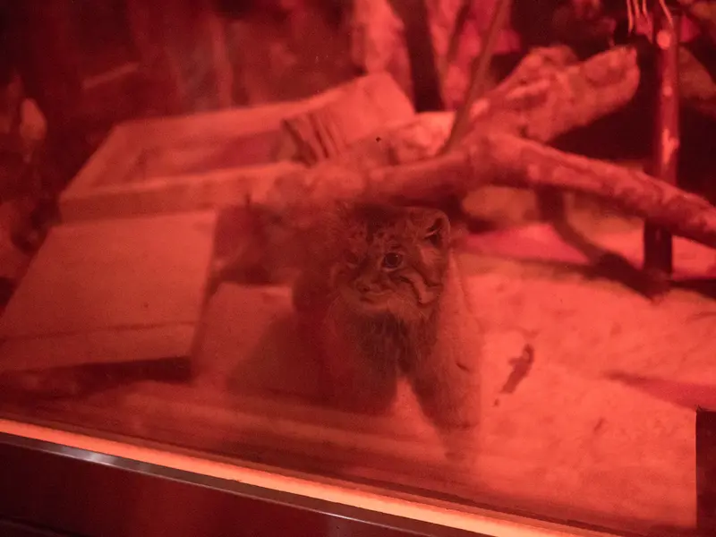 恩賜上野動物園のナイマの写真