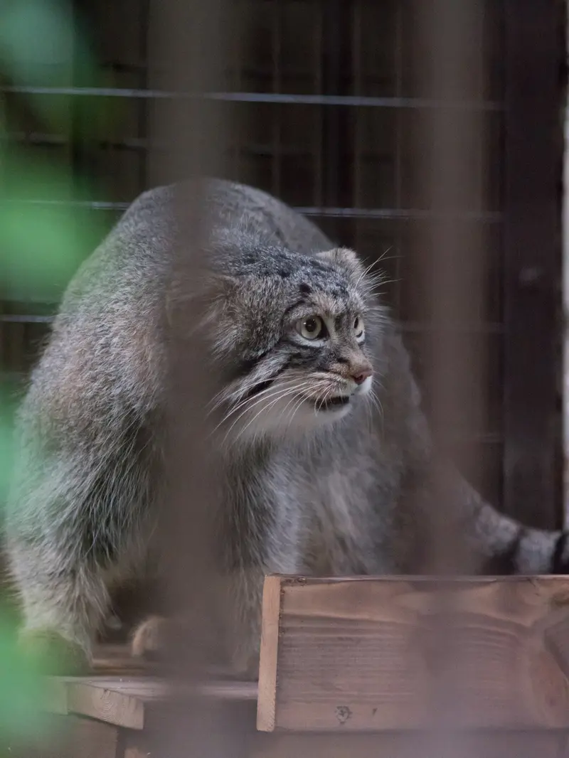 野毛山動物園のフィーガの写真