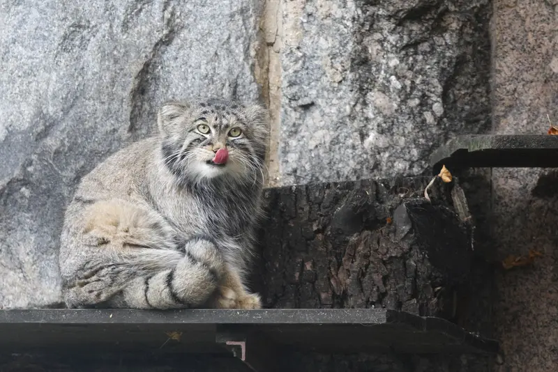 モスクワ動物園のティモフェイの写真