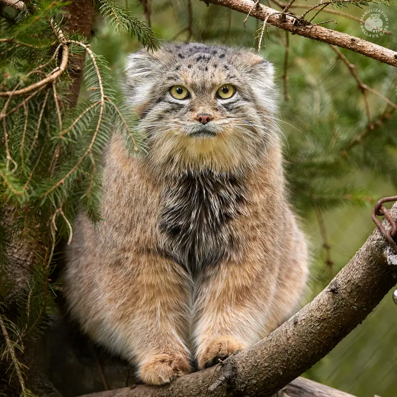 ヘラブルン動物園のプルシの写真