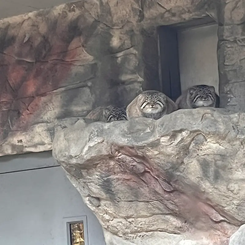 ビンガムトン動物園（ロス・パーク）のカスパー、レザとルカの写真