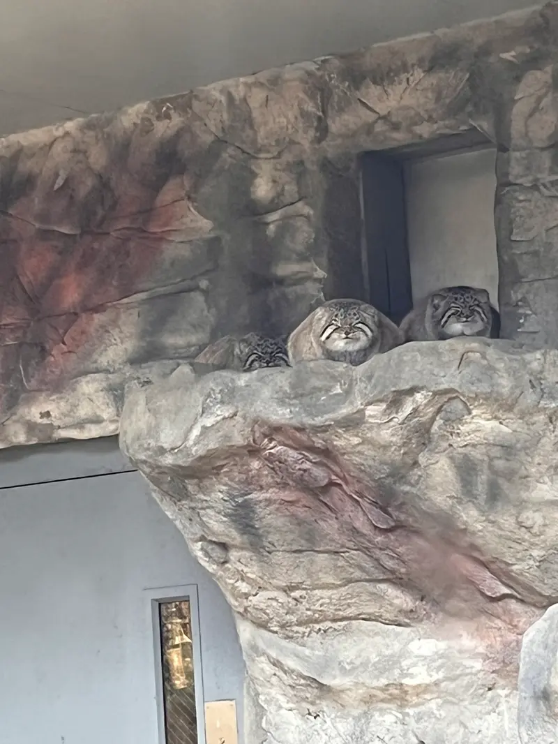 ビンガムトン動物園（ロス・パーク）のカスパー、レザとルカの写真