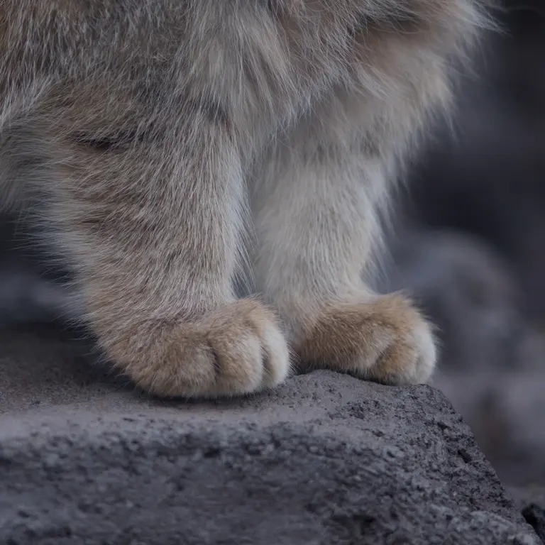 旭山動物園のグルーシャの写真