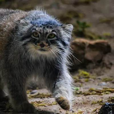 プエブロ動物園のオリーブの写真