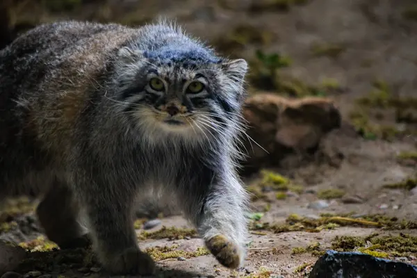 プエブロ動物園のオリーブの写真