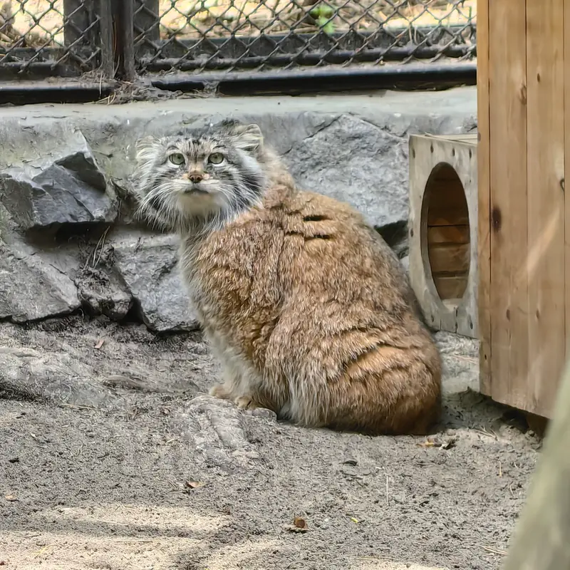 ノヴォシビルスク動物園のラストチカの写真