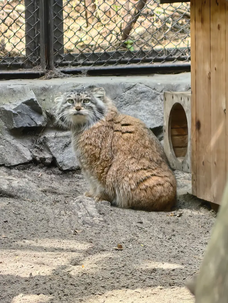 ノヴォシビルスク動物園のラストチカの写真