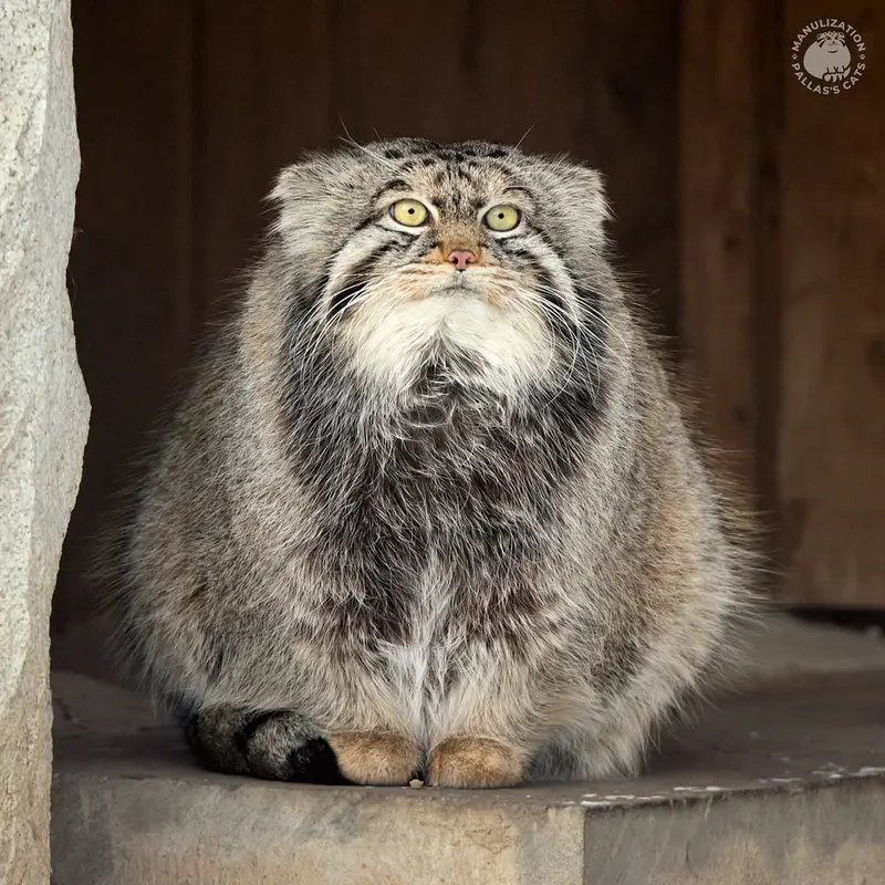 モスクワ動物園のマヌル、ティモフェイに会いに
